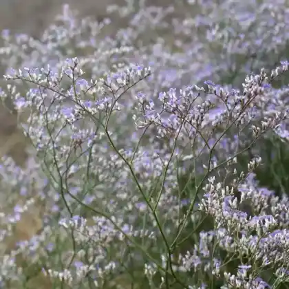 Foto von Breitblättriger Strandflieder (Limonium latifolium)