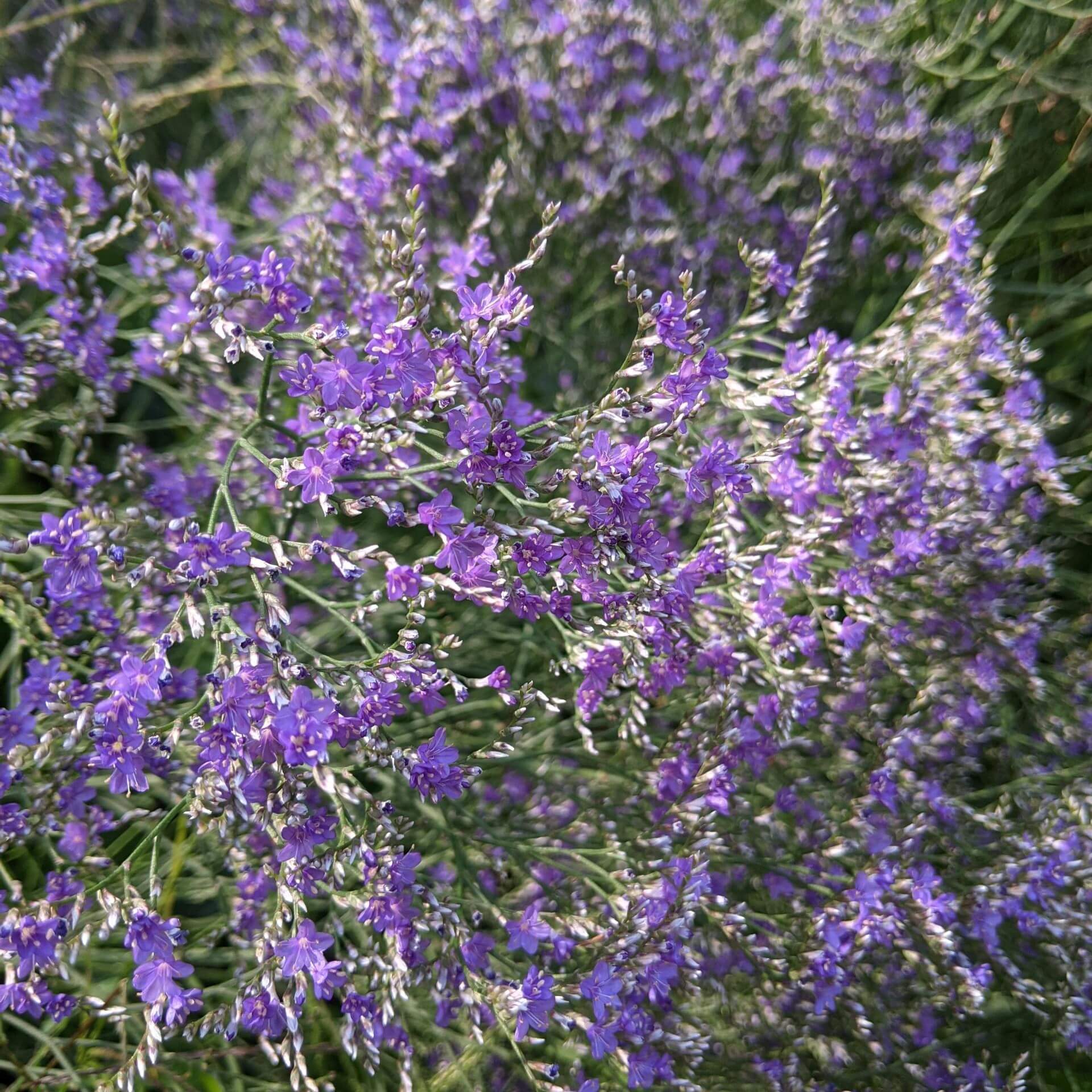 Breitblättriger Strandflieder 'Violetta' (Limonium latifolium 'Violetta')