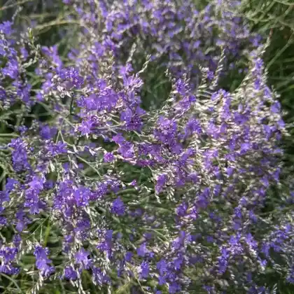 Foto von Breitblättriger Strandflieder 'Violetta' (Limonium latifolium 'Violetta')