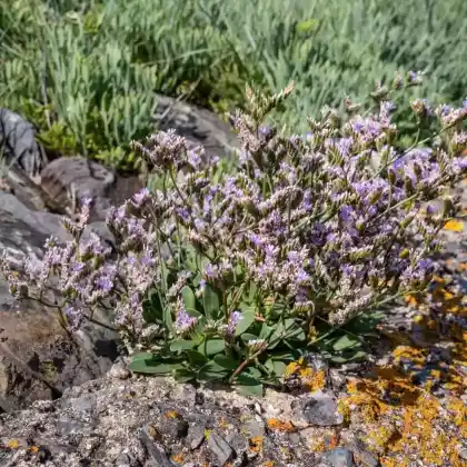 Foto von Gewöhnlicher Strandflieder (Limonium vulgare)