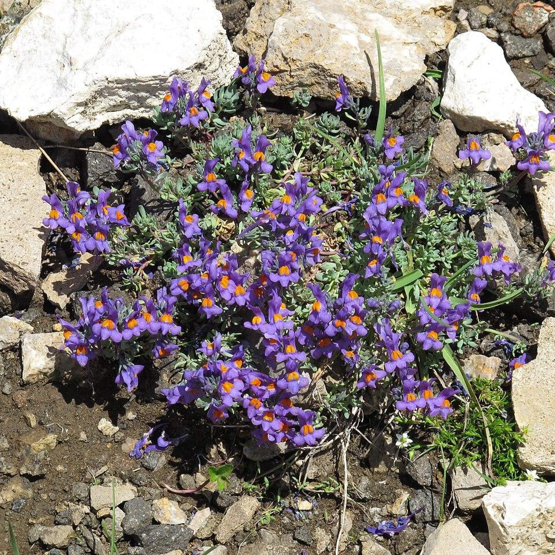 Alpen-Leinkraut (Linaria alpina)