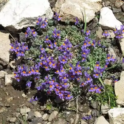 Foto von Alpen-Leinkraut (Linaria alpina)