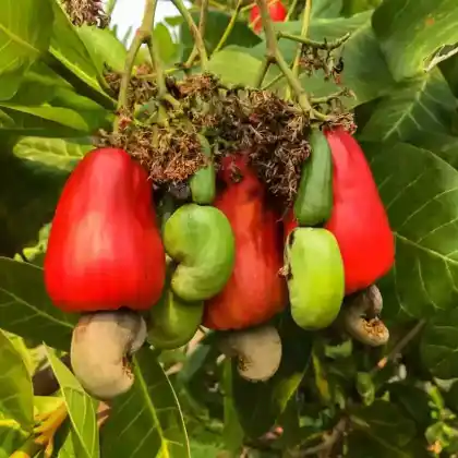 Foto von Cashew (Anacardium occidentale)