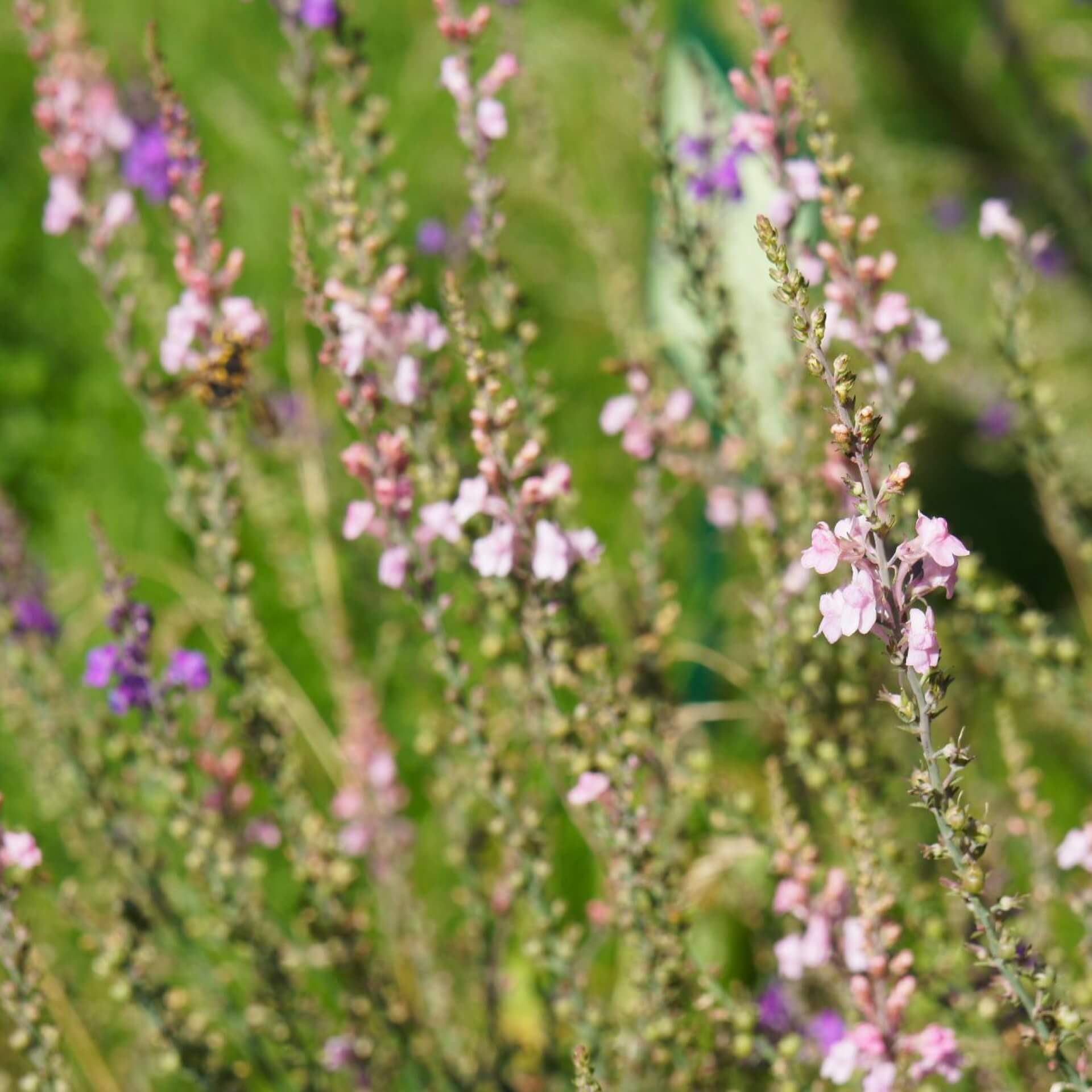 Purpur-Leinkraut (Linaria purpurea)