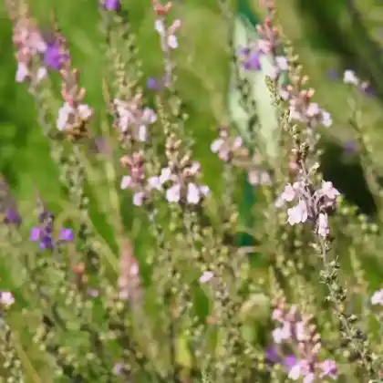 Foto von Purpur-Leinkraut (Linaria purpurea)