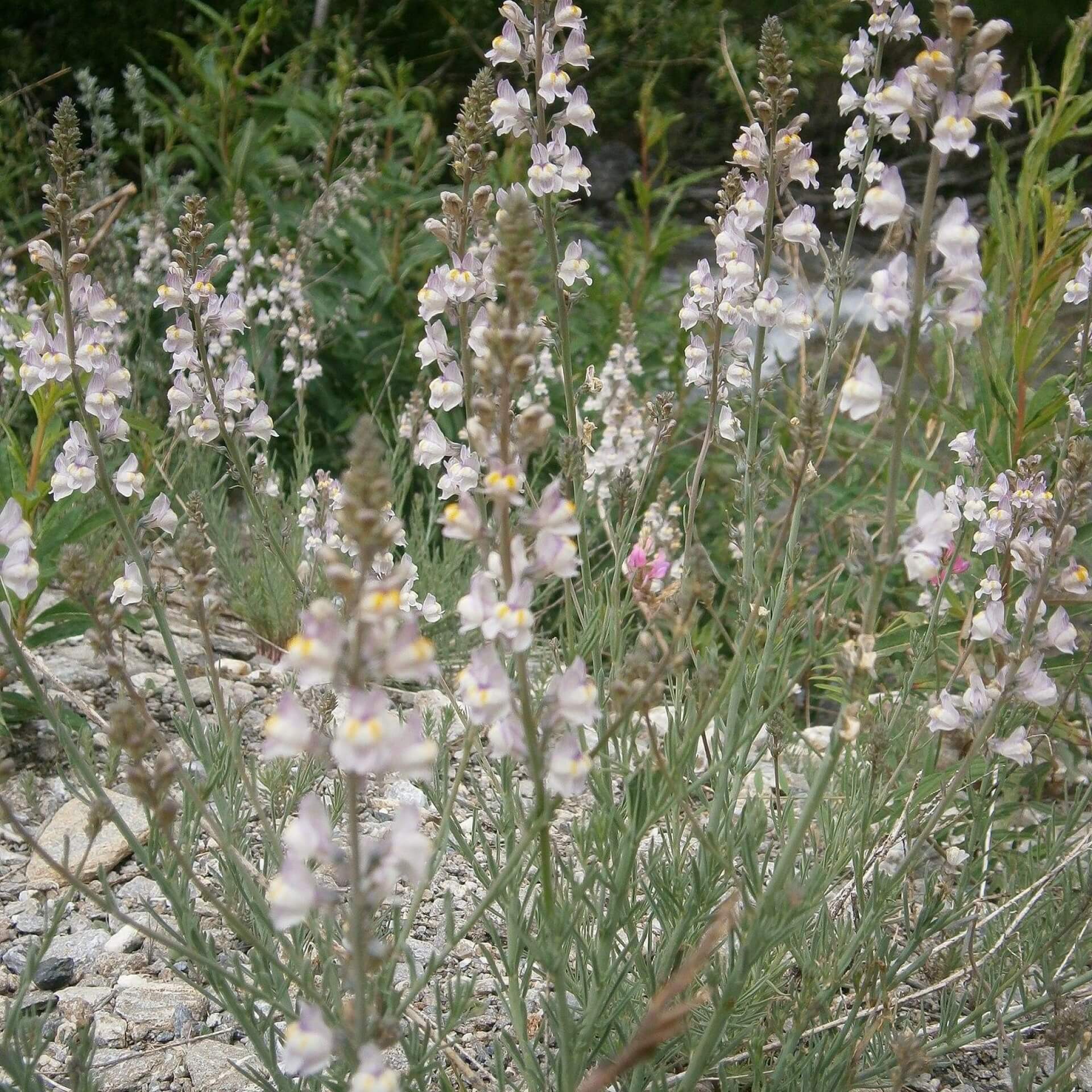 Streifen-Leinkraut (Linaria repens)