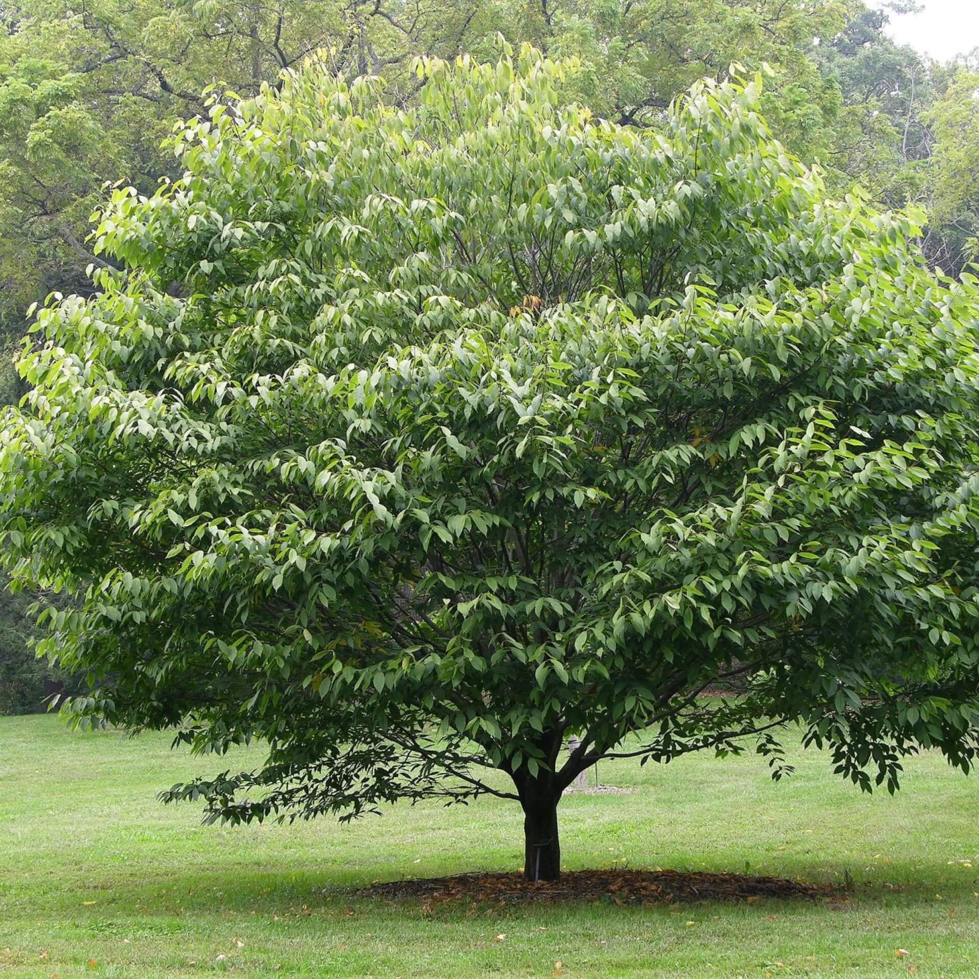 Hainbuchenblättriger Ahorn (Acer carpinifolium)