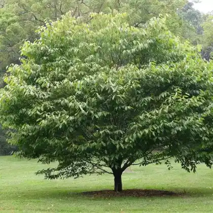 Foto von Hainbuchenblättriger Ahorn (Acer carpinifolium)