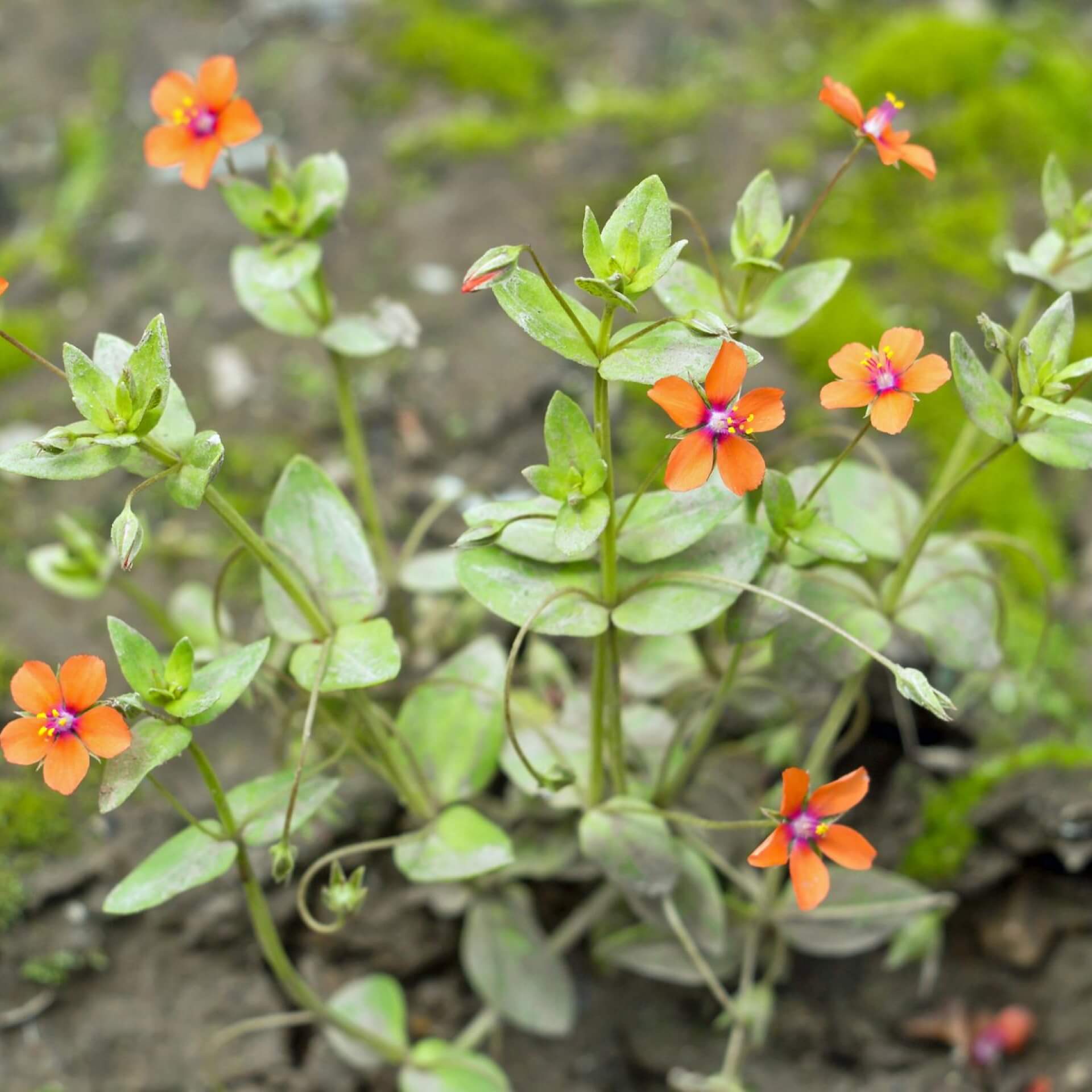 Acker-Gauchheil (Anagallis arvensis)