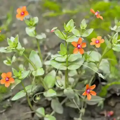 Foto von Acker-Gauchheil (Anagallis arvensis)