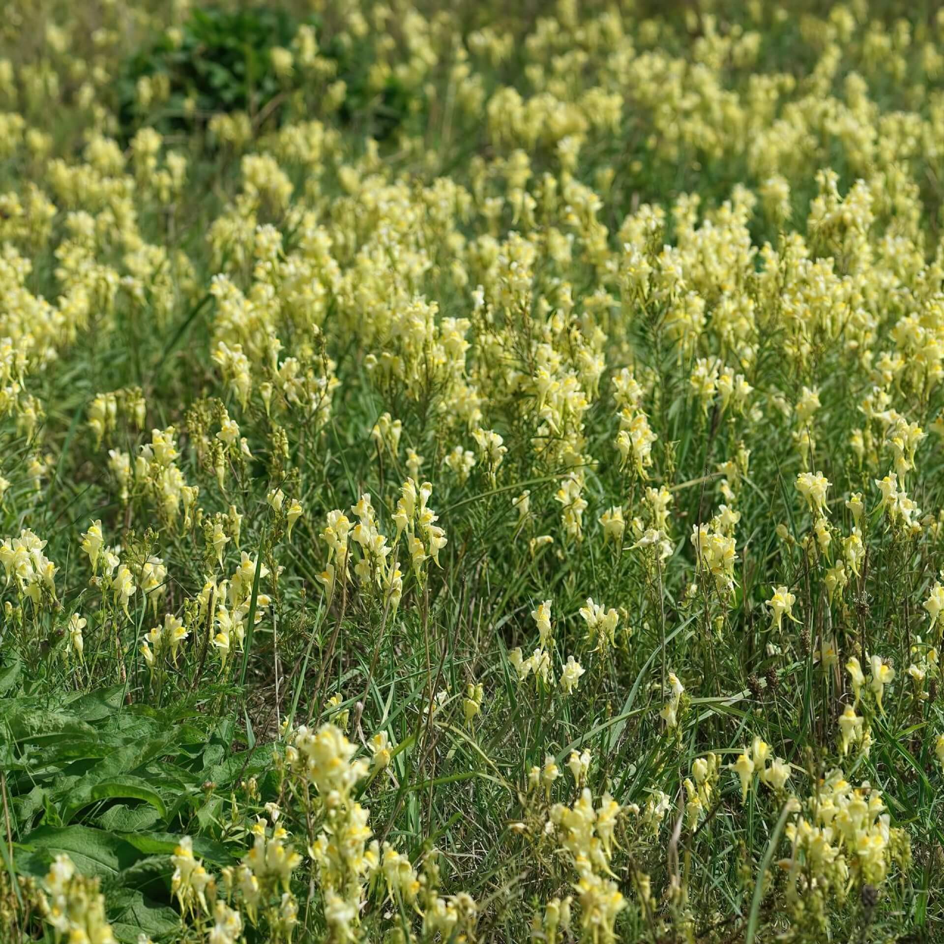 Echtes Leinkraut (Linaria vulgaris)