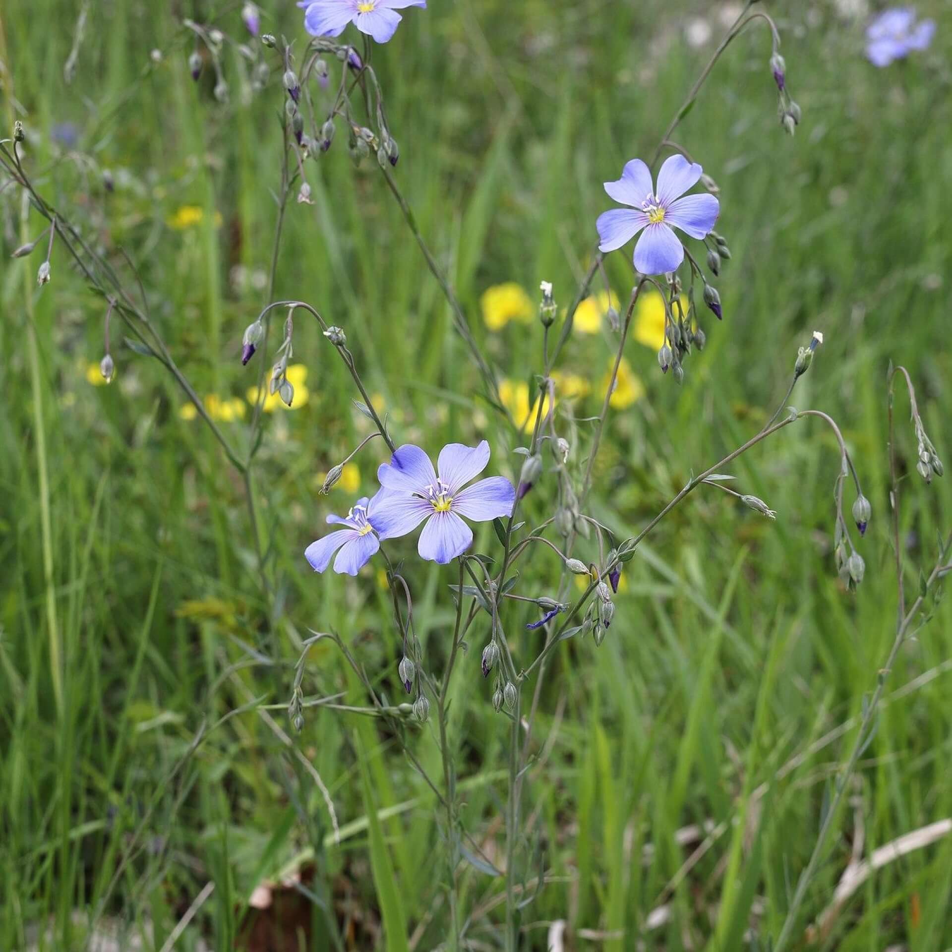 Österreichischer Lein (Linum austriacum)