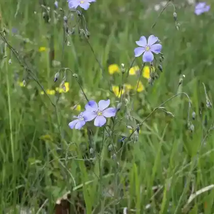 Foto von Österreichischer Lein (Linum austriacum)
