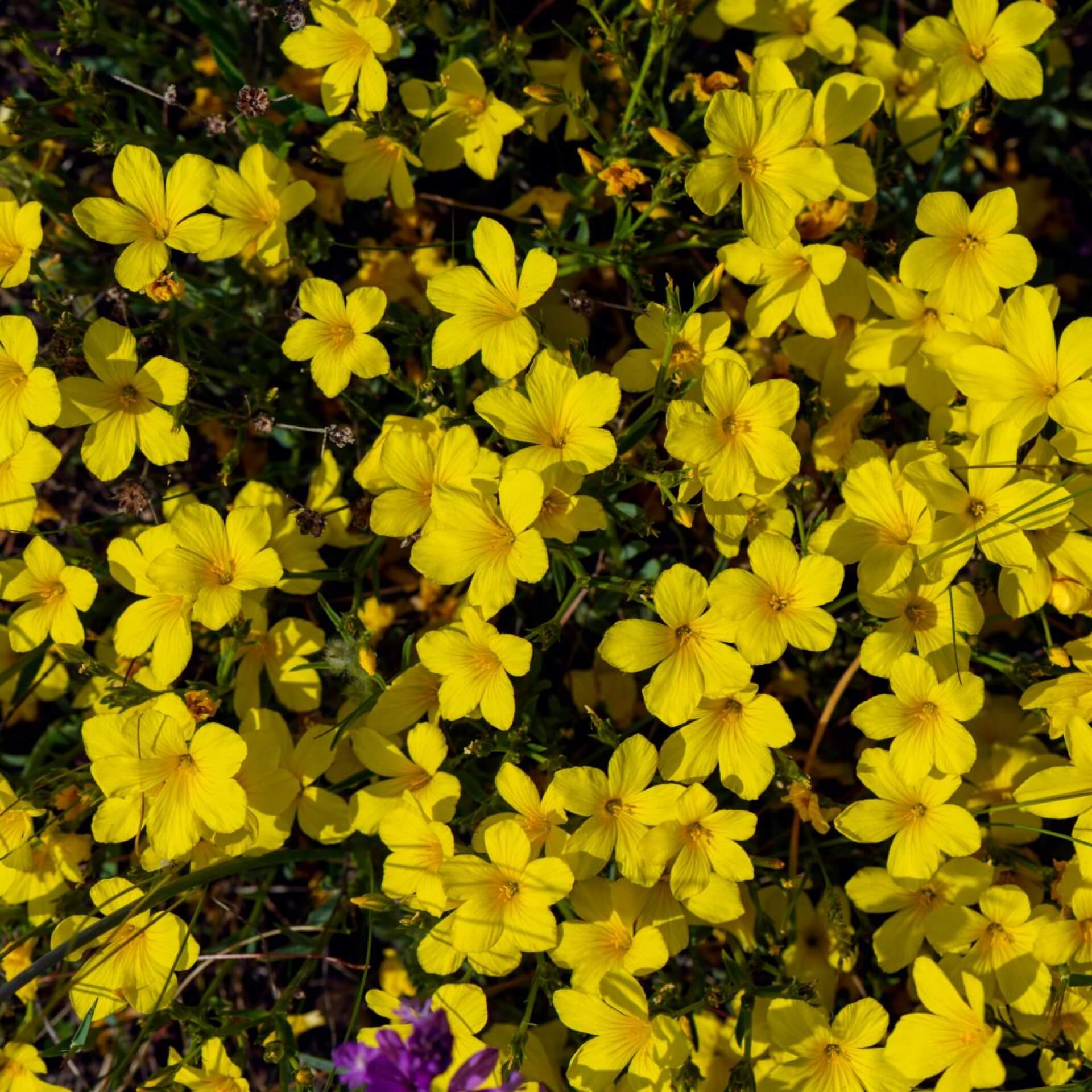 Gelber Lein (Linum flavum)