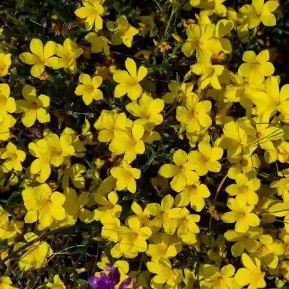 Foto von Gelber Lein (Linum flavum)