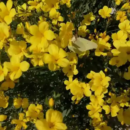 Foto von Goldleinkraut 'Compactum' (Linum flavum 'Compactum')