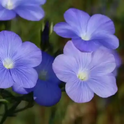 Foto von Französischer Lein (Linum narbonense)