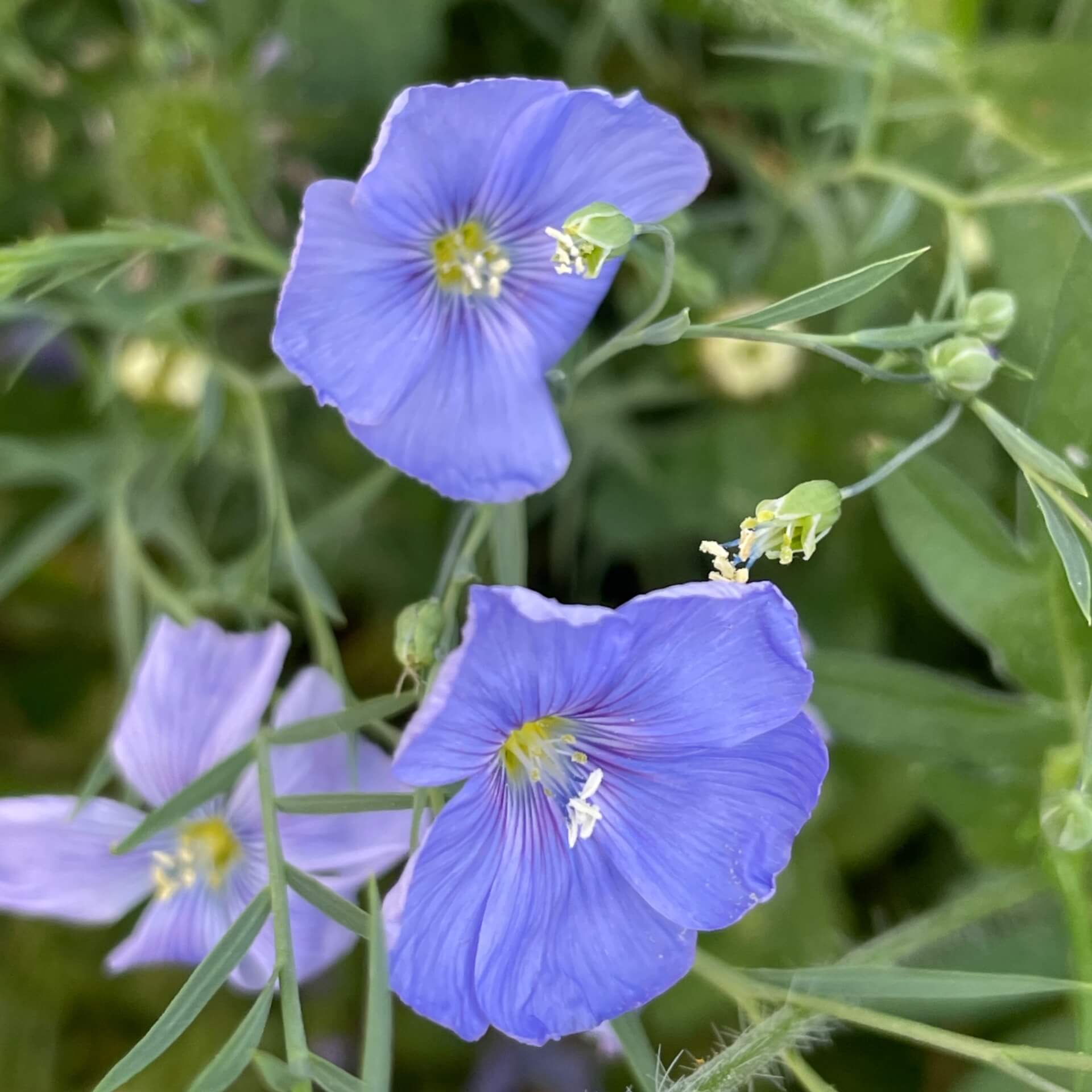 Blauer Lein (Linum perenne)