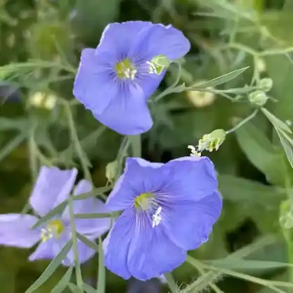 Foto von Blauer Lein (Linum perenne)