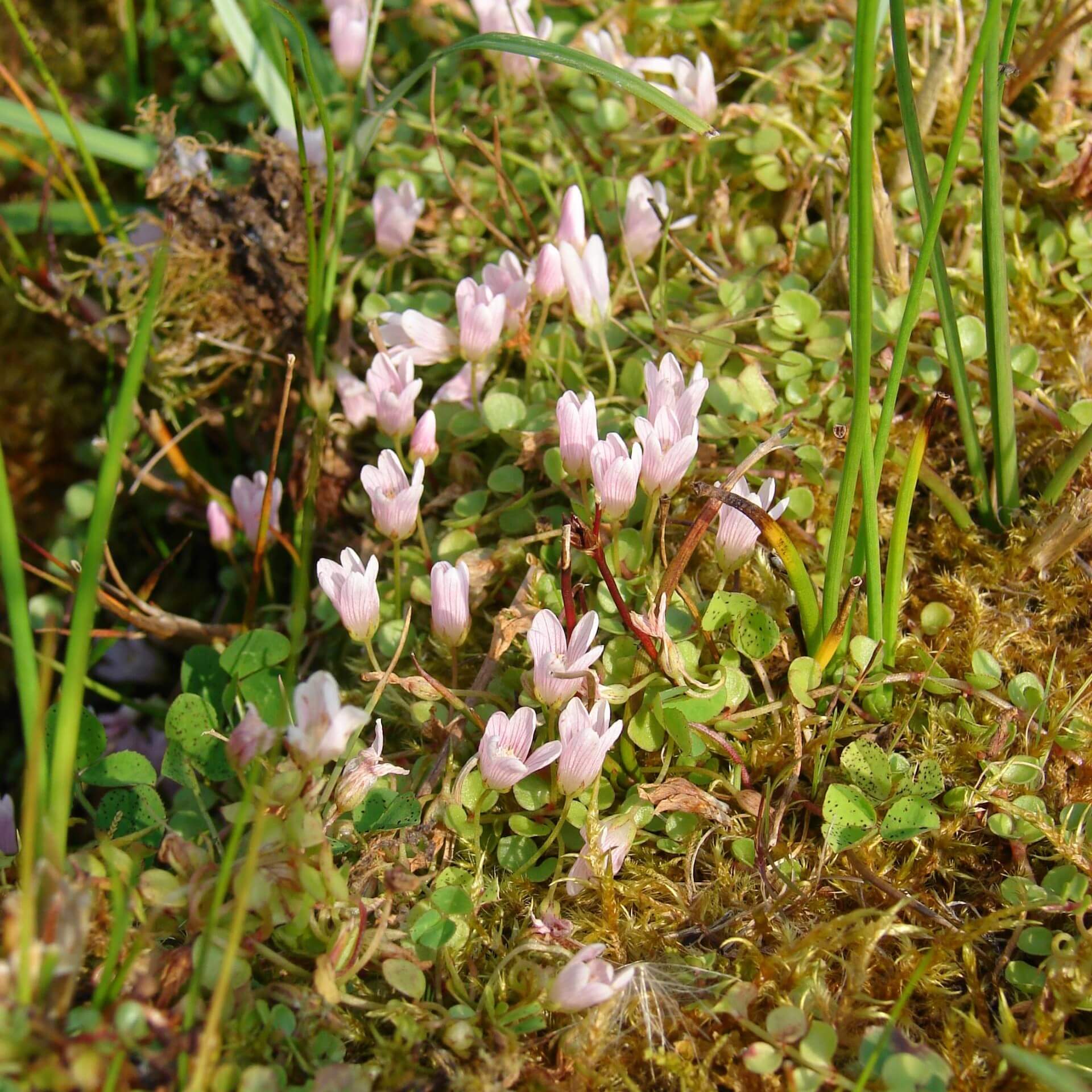 Zarter Gauchheil (Anagallis tenella)