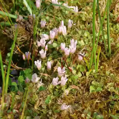 Foto von Zarter Gauchheil (Anagallis tenella)