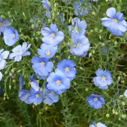 Foto von Saat-Lein (Linum usitatissimum)