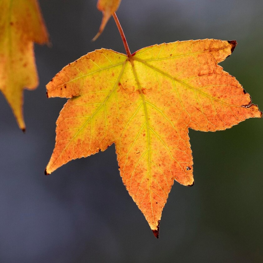 Orientalischer Amberbaum / Liquidambar orientalis