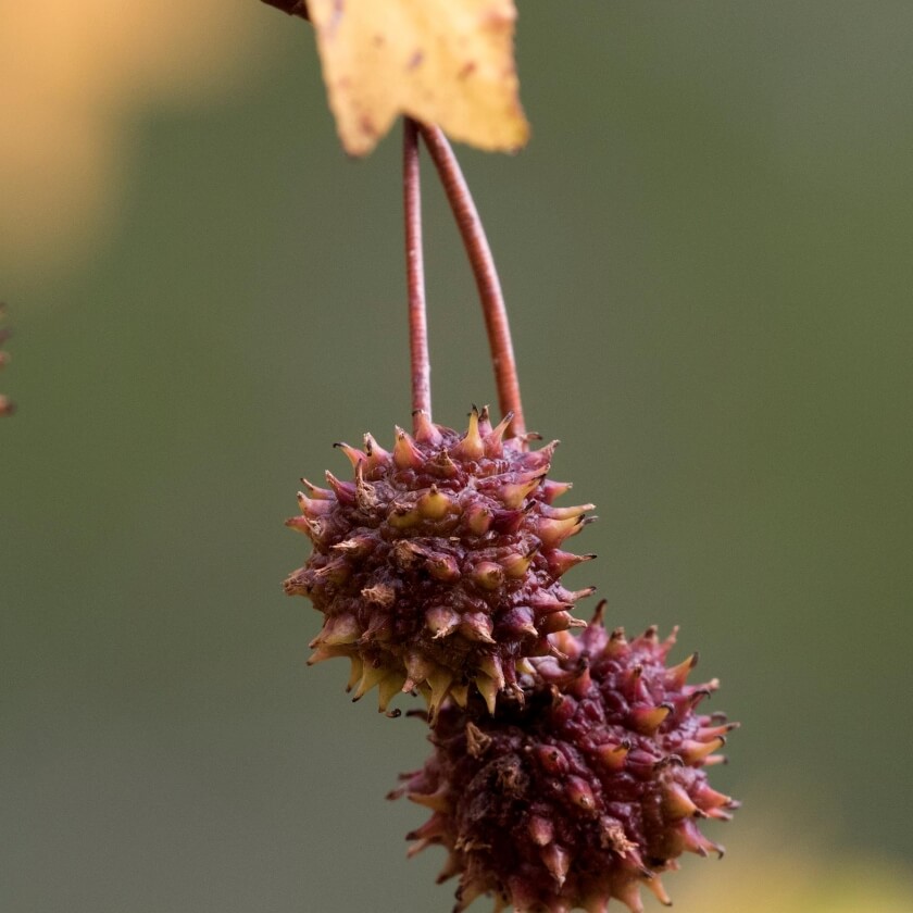Orientalischer Amberbaum / Liquidambar orientalis