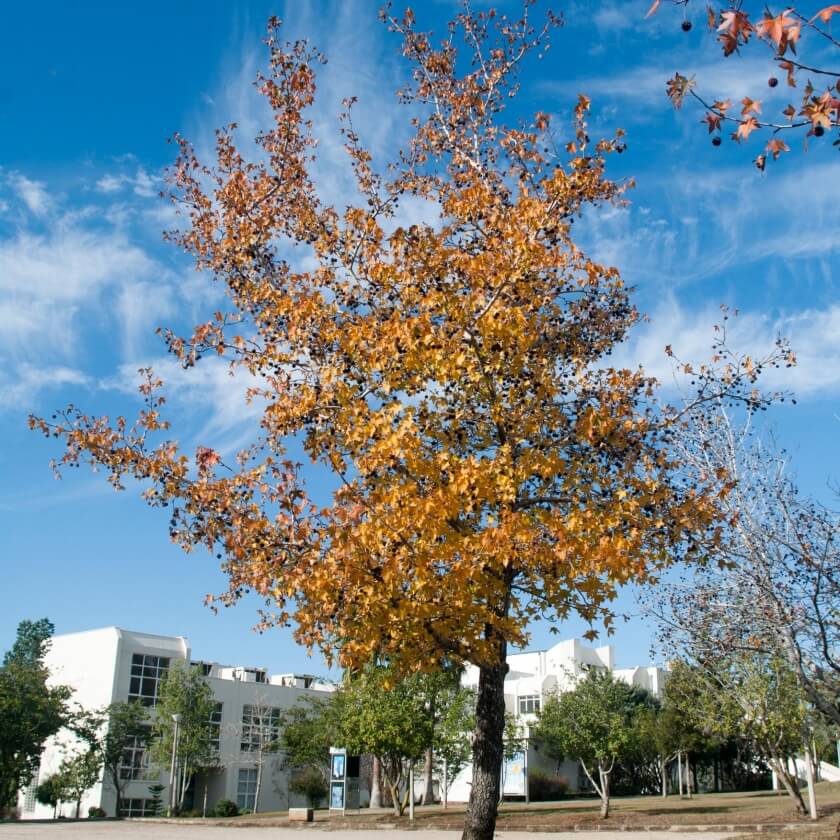 Orientalischer Amberbaum / Liquidambar orientalis
