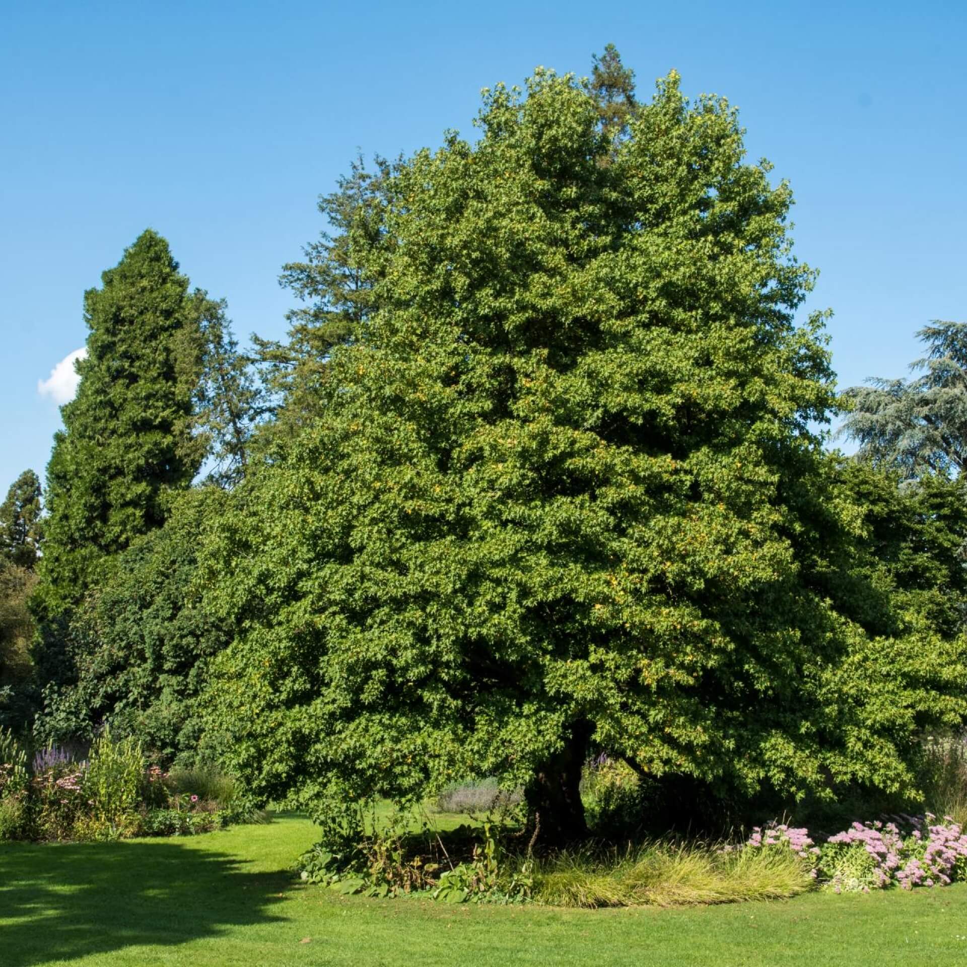 Orientalischer Amberbaum (Liquidambar orientalis)