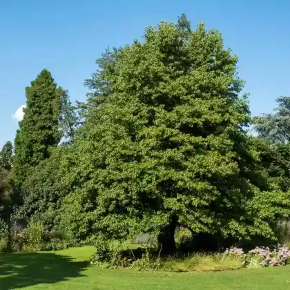 Foto von Orientalischer Amberbaum (Liquidambar orientalis)