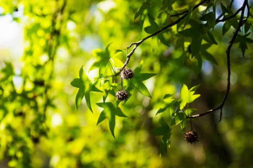 Orientalischer Amberbaum / Liquidambar orientalis