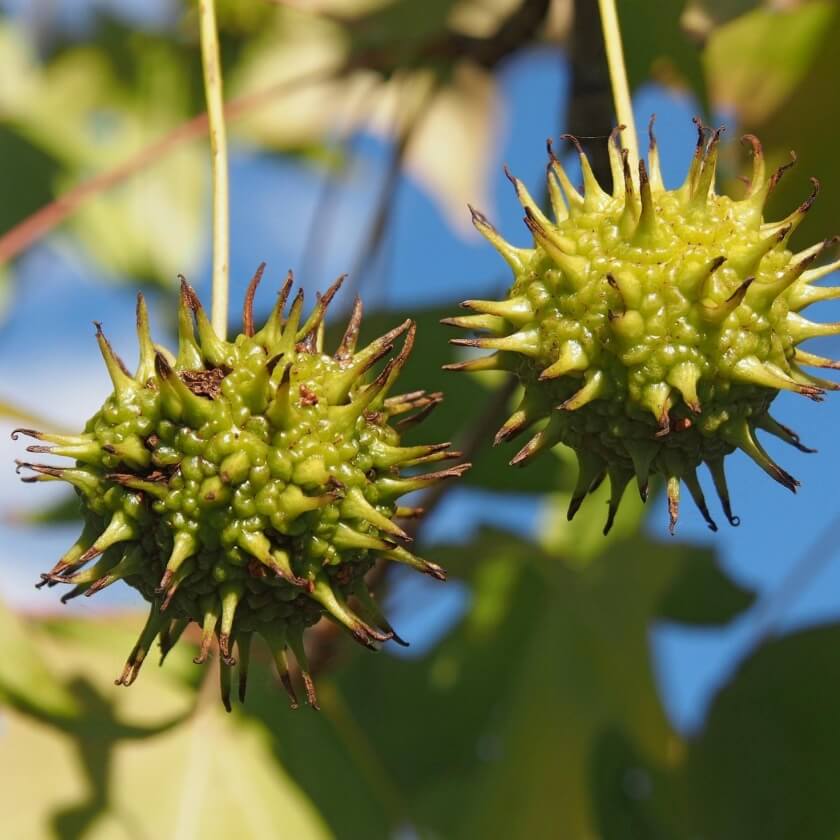 Amerikanischer Amberbaum / Liquidambar styraciflua