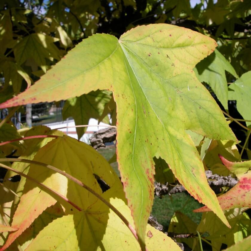 Amerikanischer Amberbaum / Liquidambar styraciflua