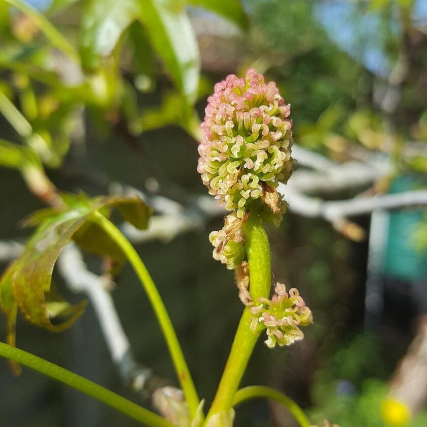 Amerikanischer Amberbaum / Liquidambar styraciflua
