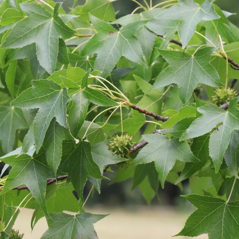 Amerikanischer Amberbaum / Liquidambar styraciflua