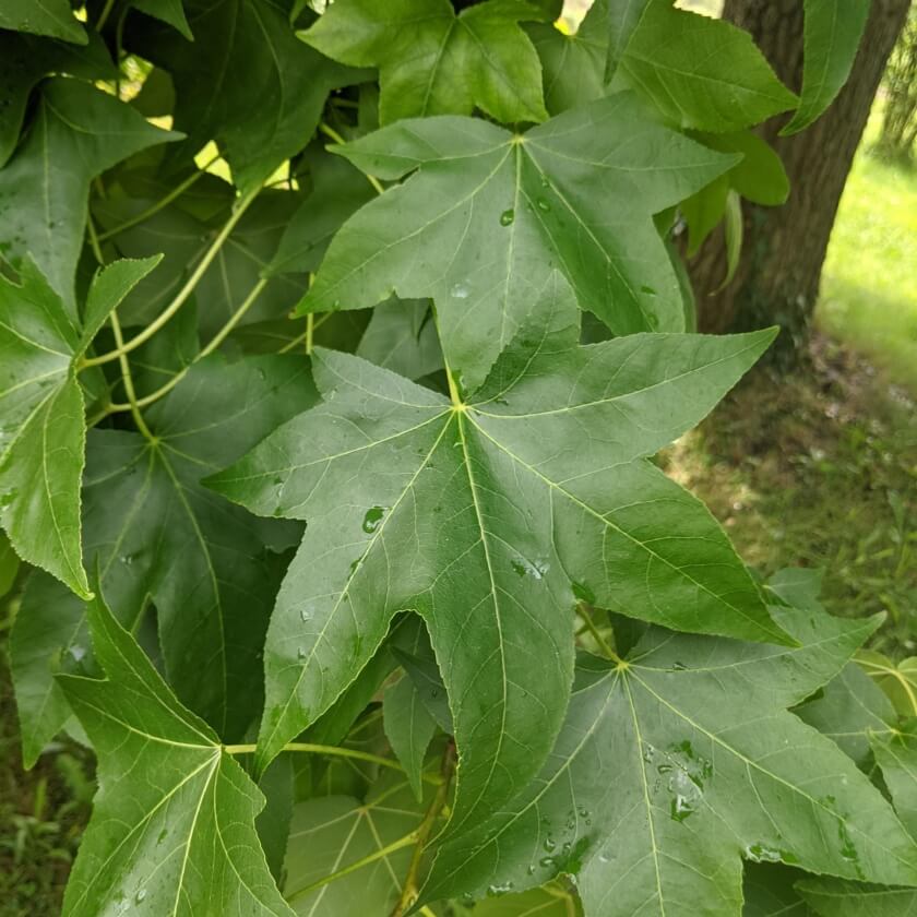Amerikanischer Amberbaum / Liquidambar styraciflua