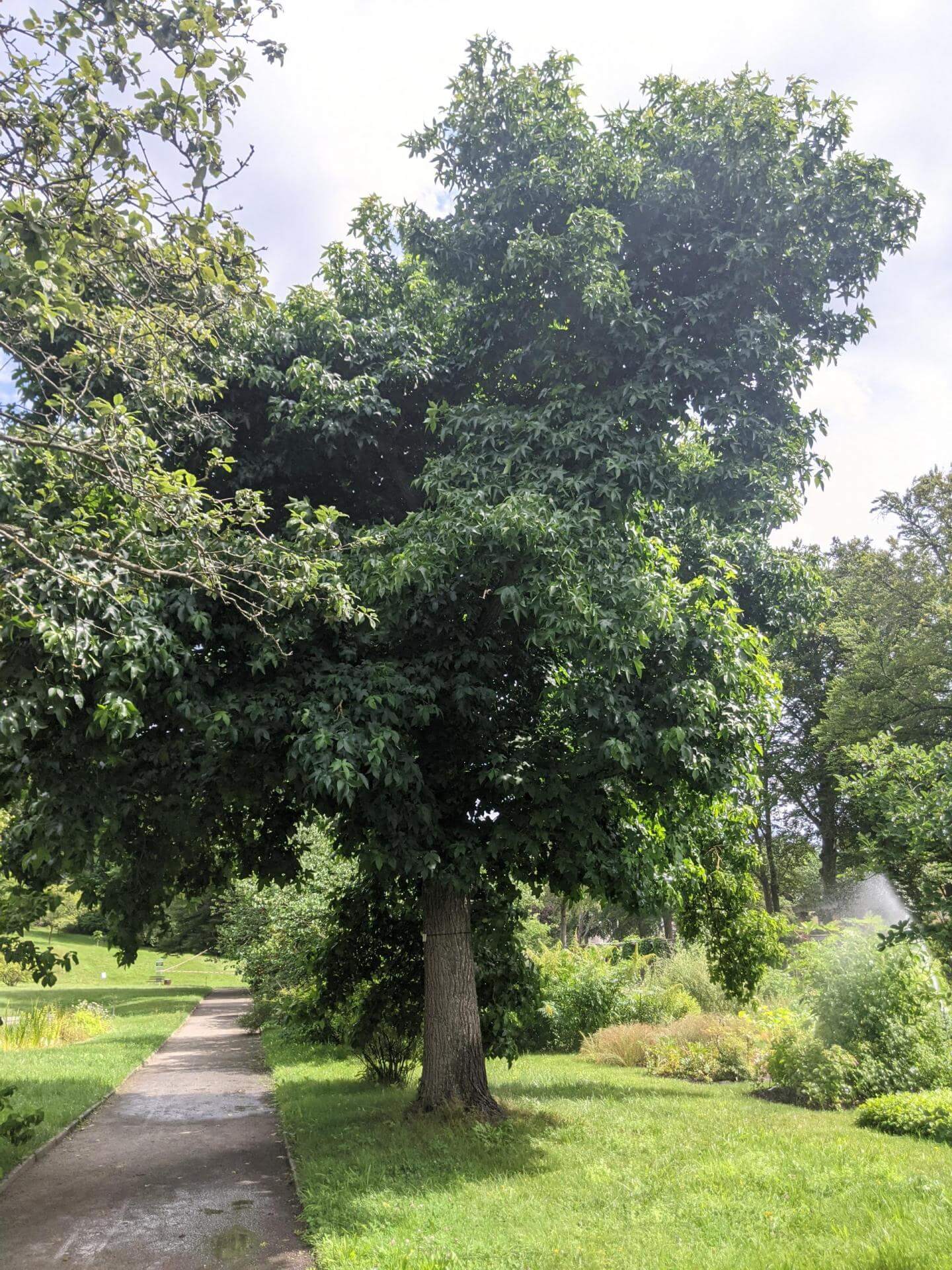 Amerikanischer Amberbaum / Liquidambar styraciflua