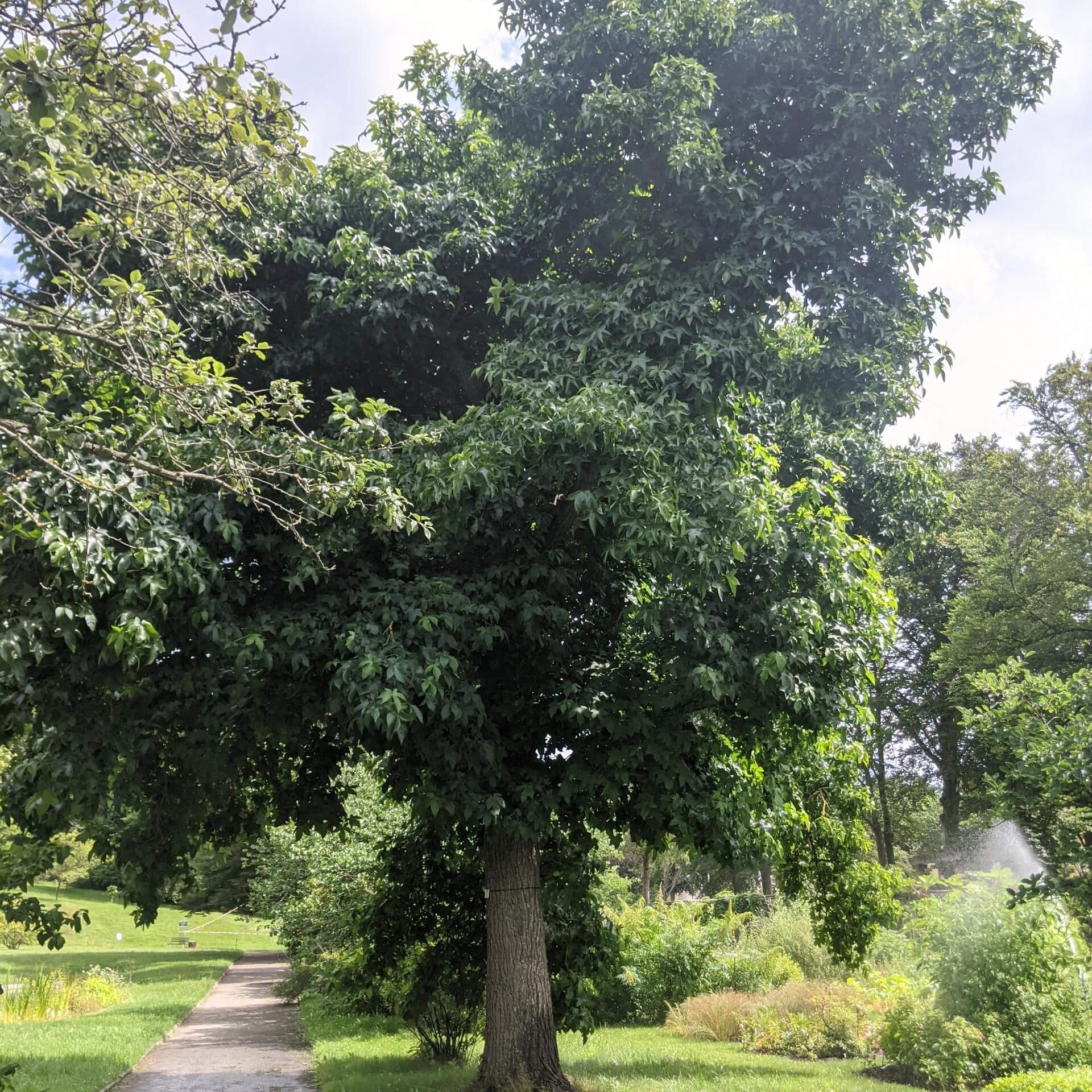 Amerikanischer Amberbaum (Liquidambar styraciflua)