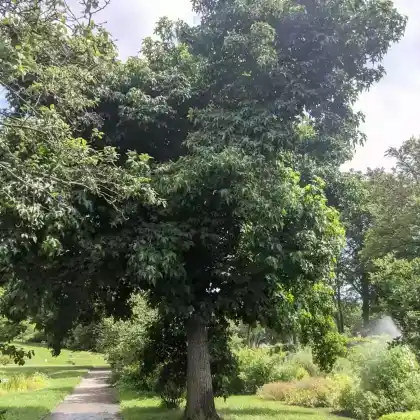 Foto von Amerikanischer Amberbaum (Liquidambar styraciflua)