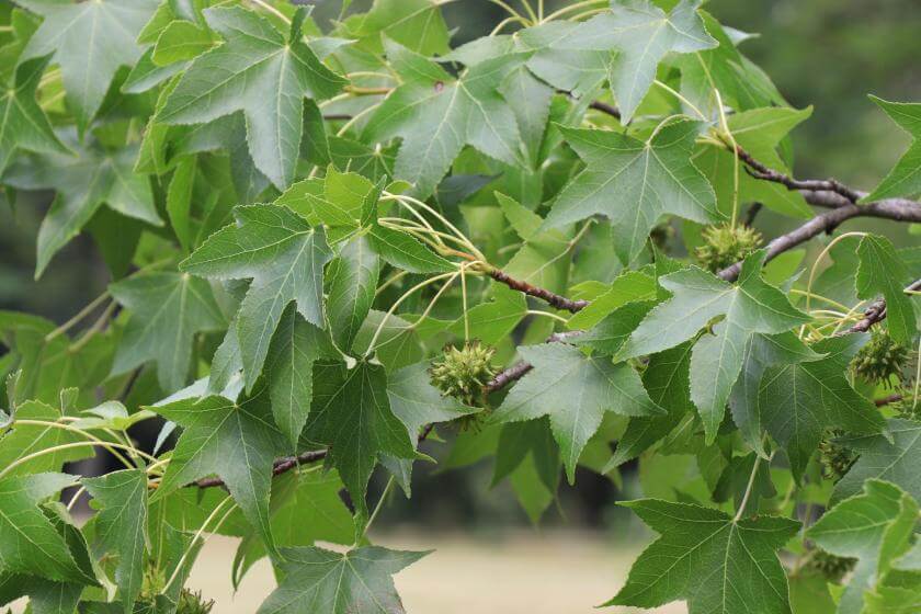 Amerikanischer Amberbaum / Liquidambar styraciflua