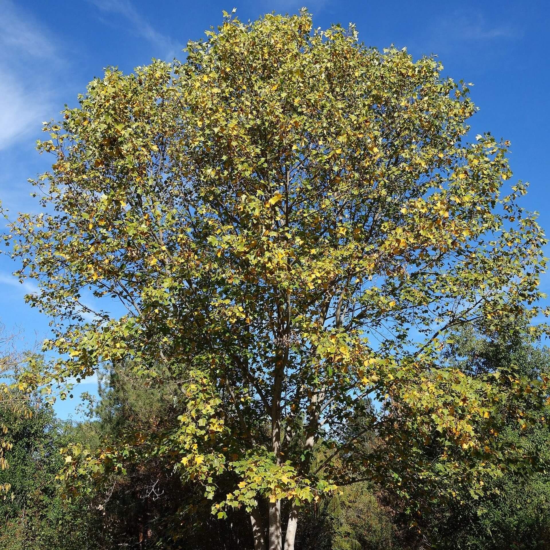 Chinesischer Tulpenbaum (Liriodendron chinense)