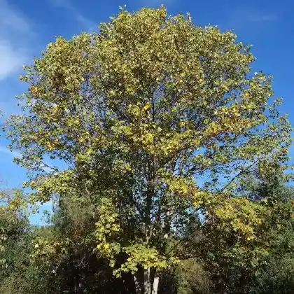 Foto von Chinesischer Tulpenbaum (Liriodendron chinense)