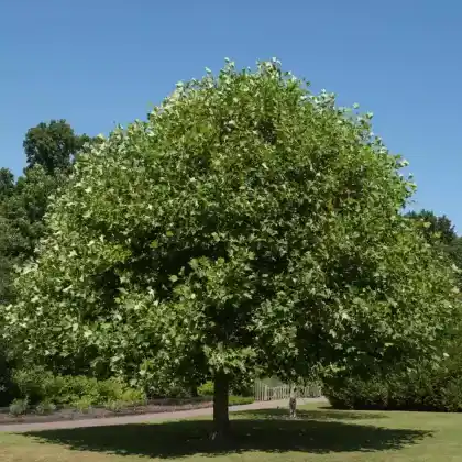 Foto von Tulpenbaum (Liriodendron tulipifera)