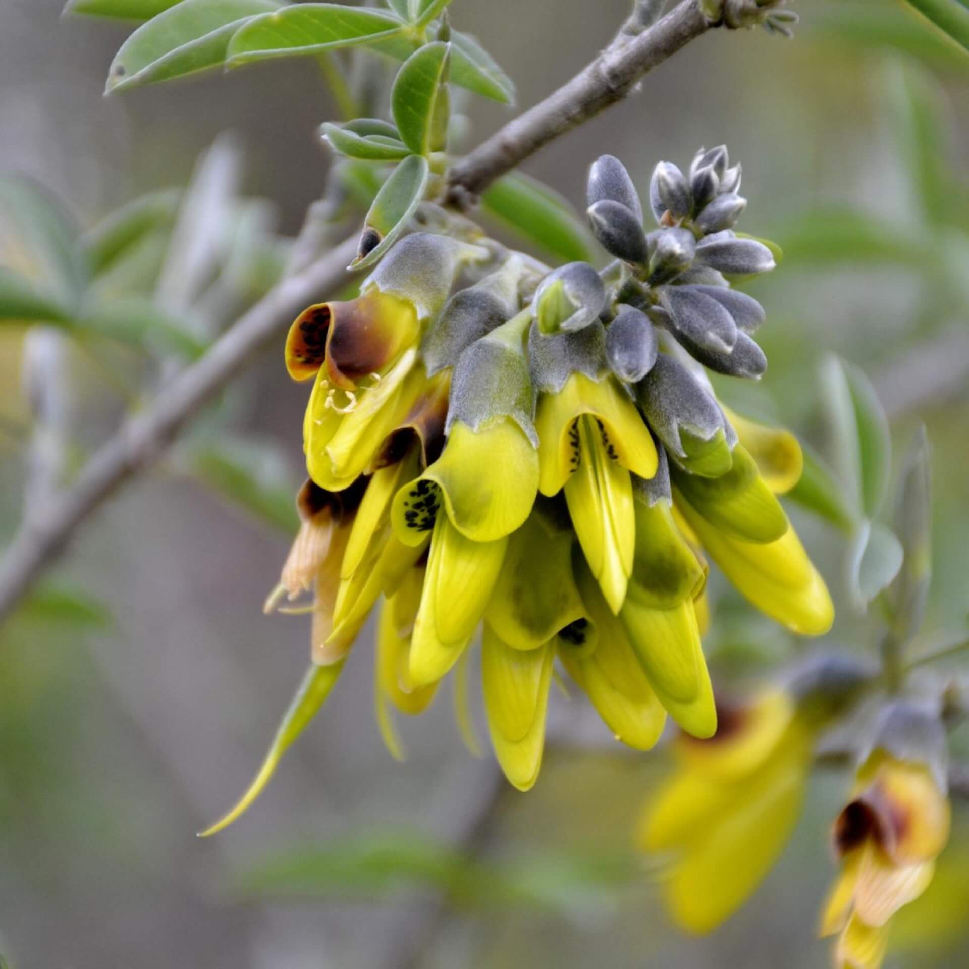 Stinkstrauch (Anagyris foetida)