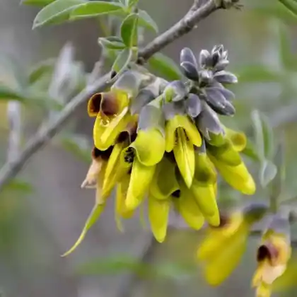 Foto von Stinkstrauch (Anagyris foetida)