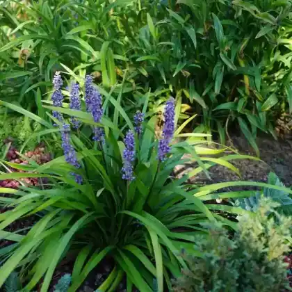 Foto von Lilientraube 'Moneymaker' (Liriope muscari 'Moneymaker')