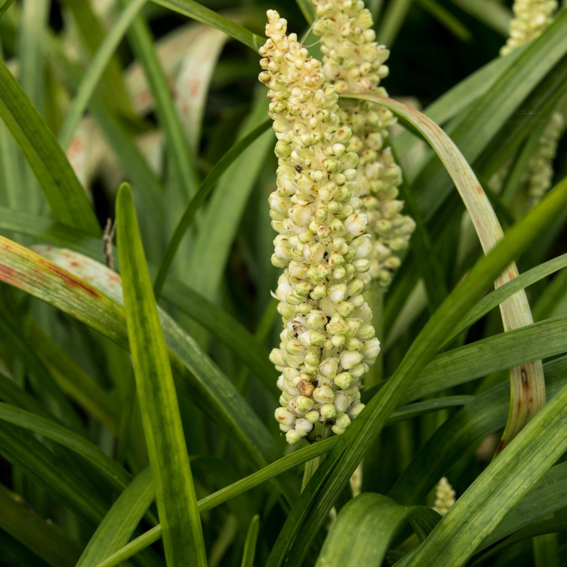 Lilientraube 'Monroe White' (Liriope muscari 'Monroe White')