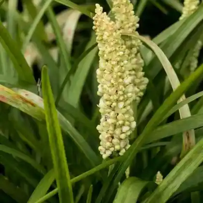 Foto von Lilientraube 'Monroe White' (Liriope muscari 'Monroe White')