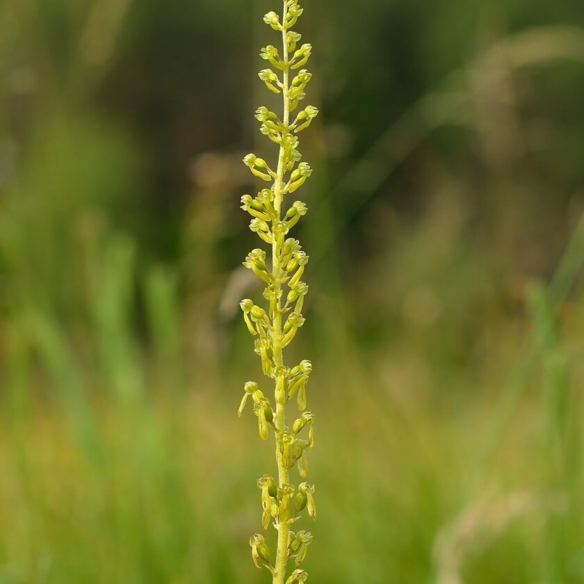 Großes Zweiblatt / Listera ovata